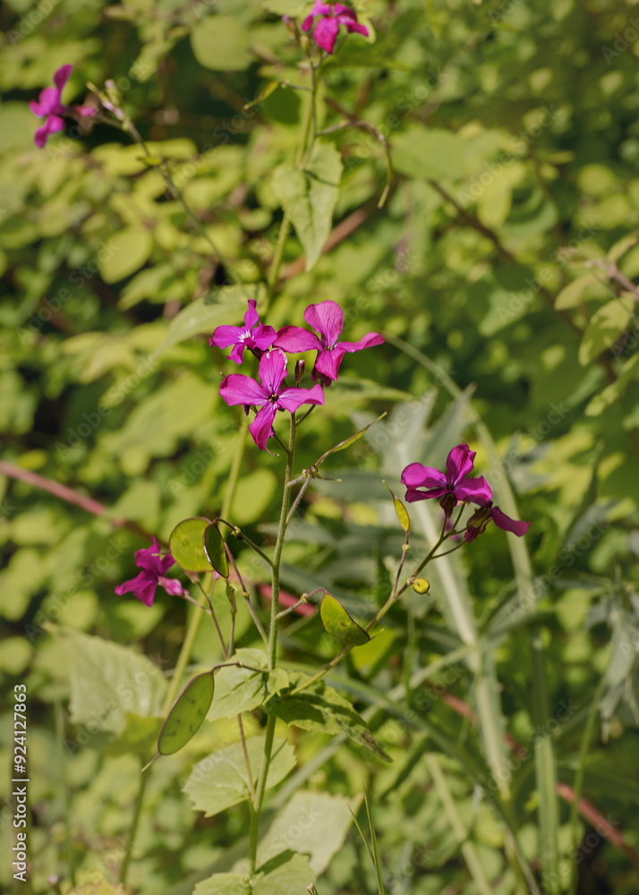 Lunaria annua, honesty, annual honesty. Wildflowers Lunaria annua, honesty, annual honesty. Wildflowers