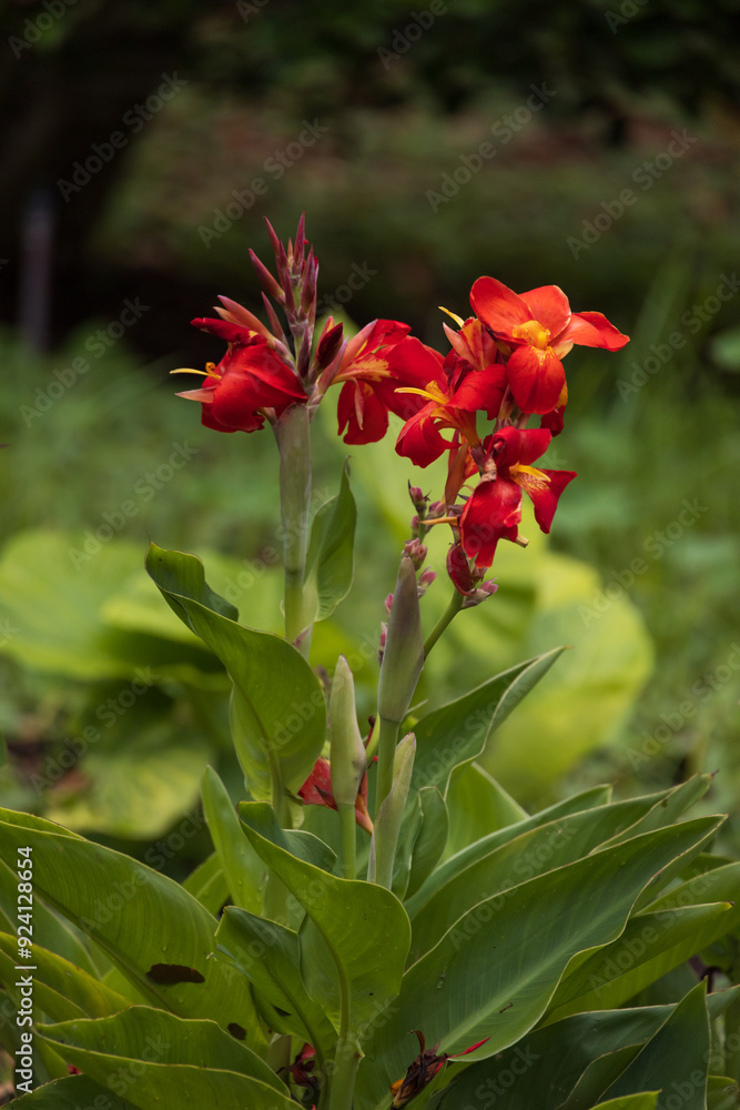 Indian shot, red flowering plant
Indian shot, red flowering plant