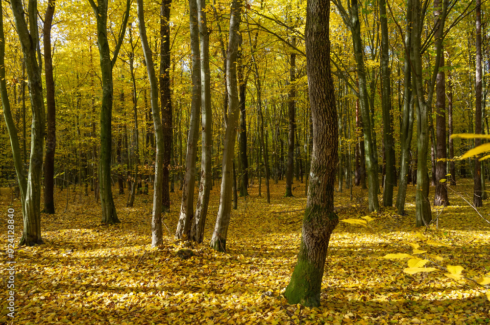 Obraz premium Young beech forest in autumn in the rays of the setting sun.