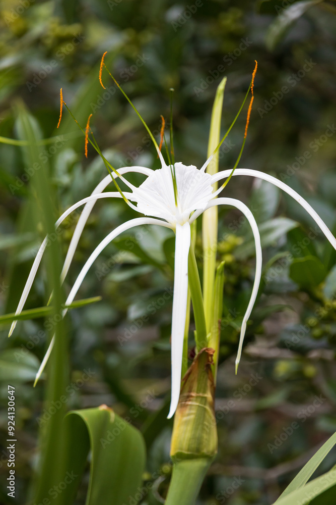 Obraz premium Beach spider lily close-up
