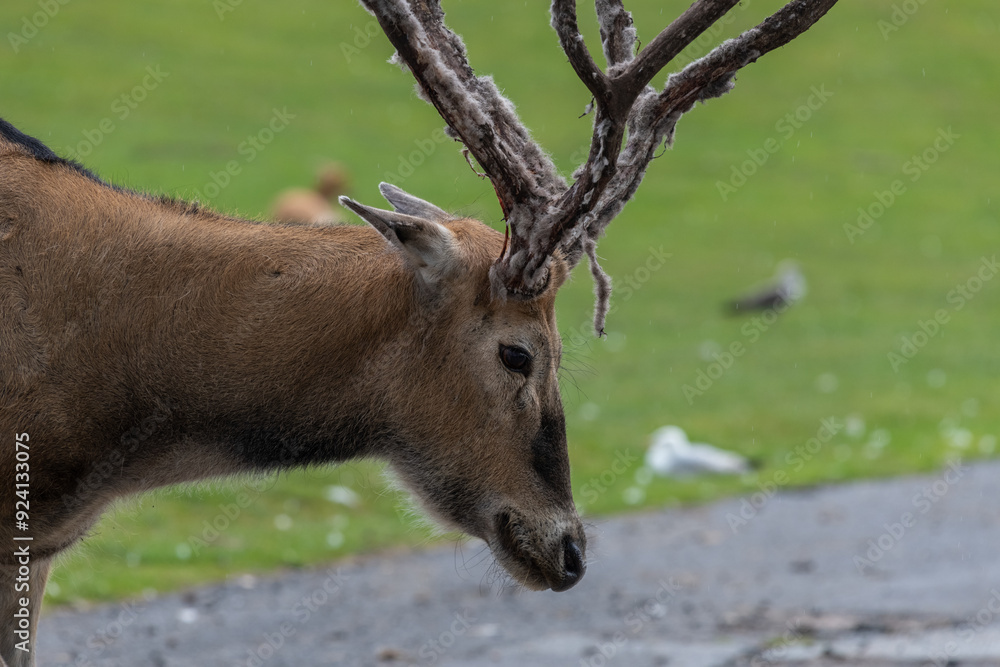 Portrait of a Pere Davids deer (elaphurus davidianus) Portrait of a Pere Davids deer (elaphurus davidianus)