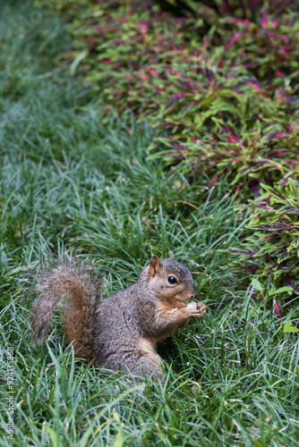 Squirrel in the grass