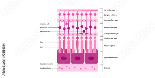 Retina structure poster
