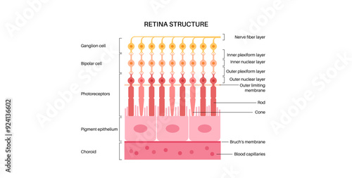 Retina structure poster