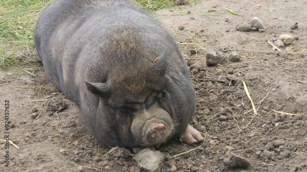 Funny Vietnamese pot-bellied black pig in pig pen slow motion Funny Vietnamese pot-bellied black pig in pig pen slow motion