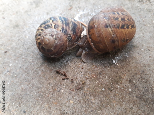 snail on wood photo