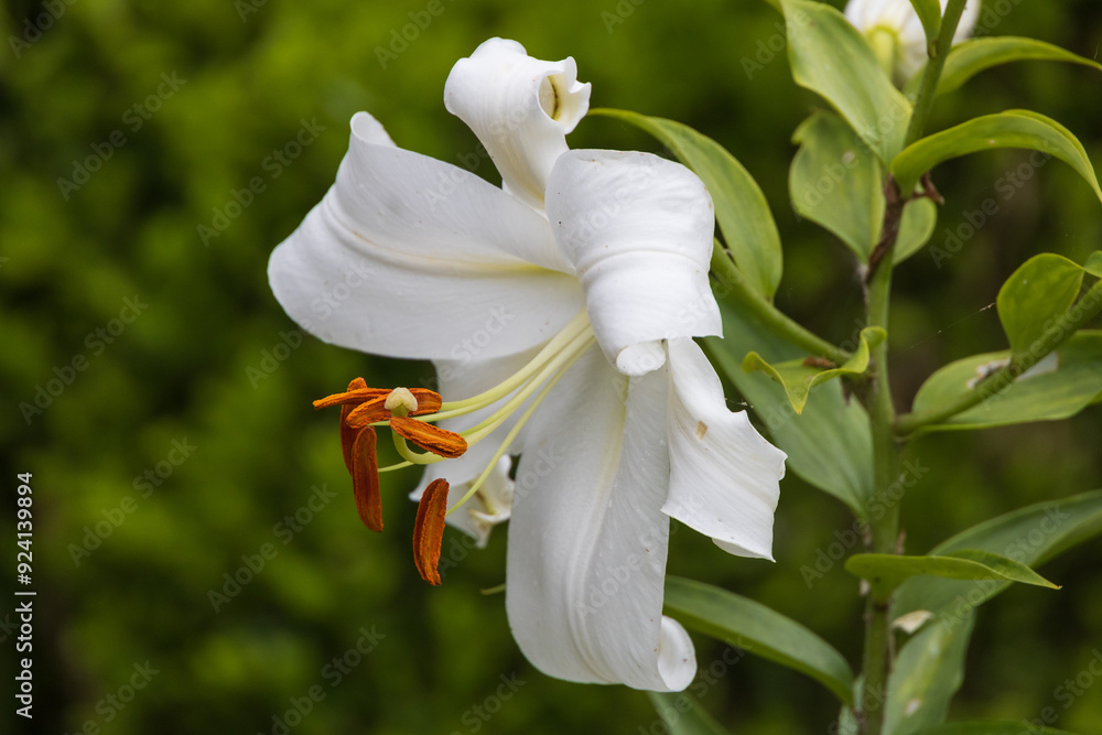 Fototapeta premium White lily close-up