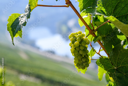 Grapes. Mosel wine region, Germany