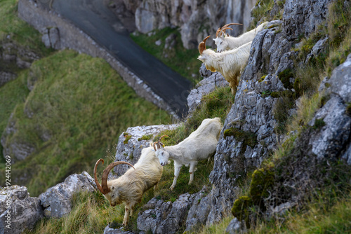 Mountain goats on the sea cliffs of the Great Orme, Wales