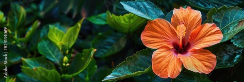 Vibrant Orange-Petaled Hibiscus Flower Surrounded by Lush Green Foliage photo