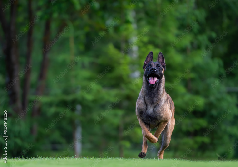Belgian Shepherd Dog running in the park. Selective focus on the dog Belgian Shepherd Dog running in the park. Selective focus on the dog