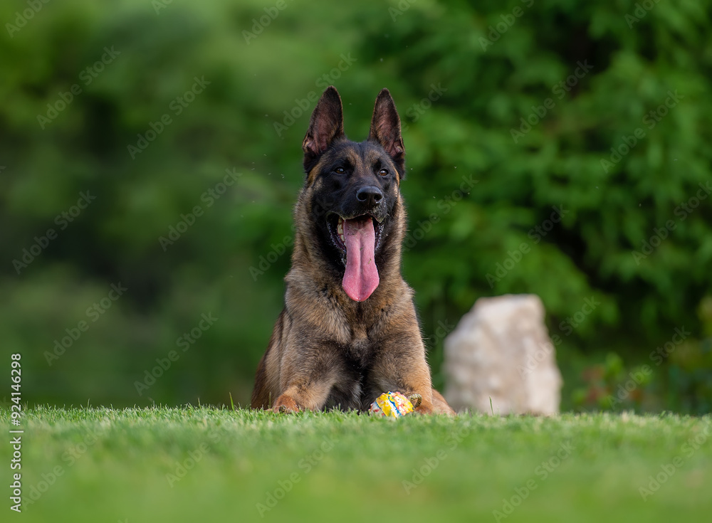 Belgian shepherd malinois dog lying on the grass Belgian shepherd malinois dog lying on the grass