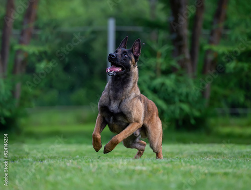 Belgian Shepherd malinois dog running on the grass in a park. Selective focus on the dog photo