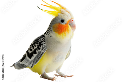 Cockatiel Showing Off Its Charming Personality