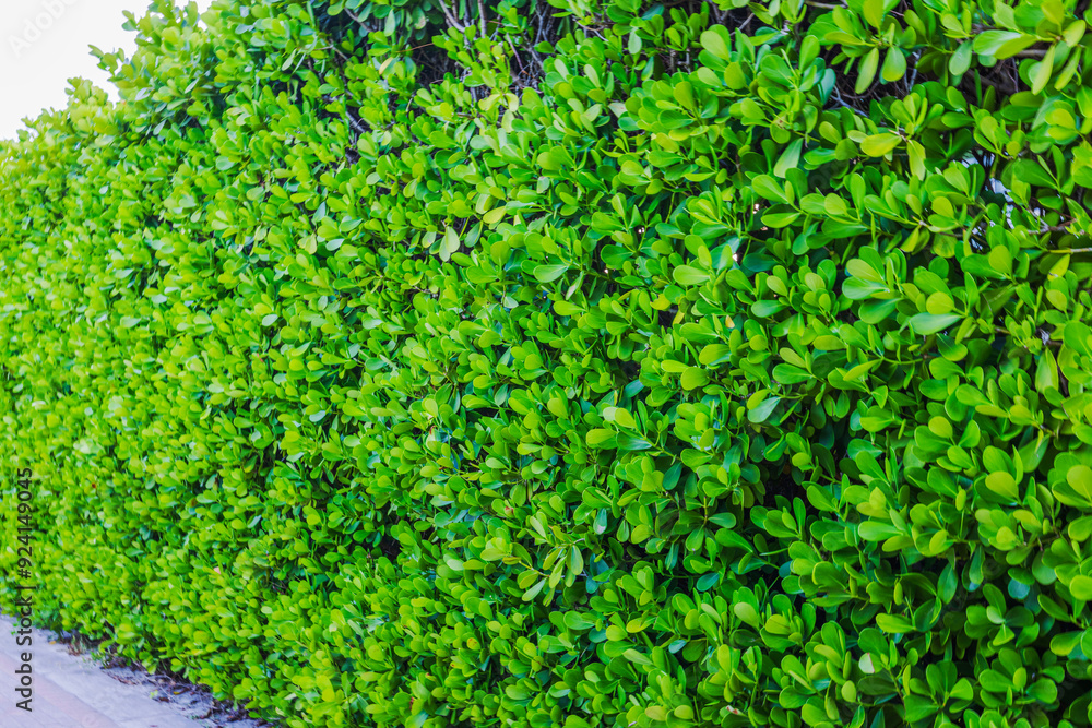 Lush green hedge with vibrant leaves, creating dense and natural wall of foliage. Natural backgrounds concept. Lush green hedge with vibrant leaves, creating dense and natural wall of foliage. Natural backgrounds concept.