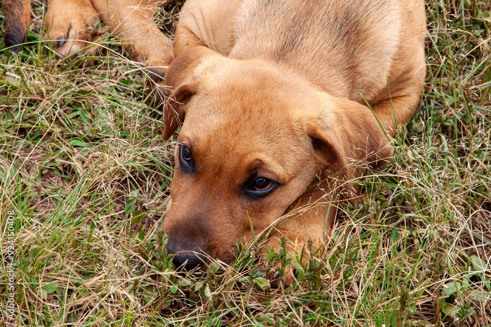 cute puppy brazilian mastiff lying on the grass cute puppy brazilian mastiff lying on the grass