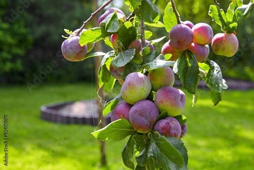 A branch of a plum tree laden with ripe fruits in a sunny summer garden photo