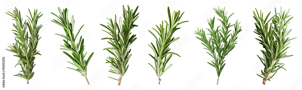 Fototapeta premium Fresh rosemary herb png cut out element set