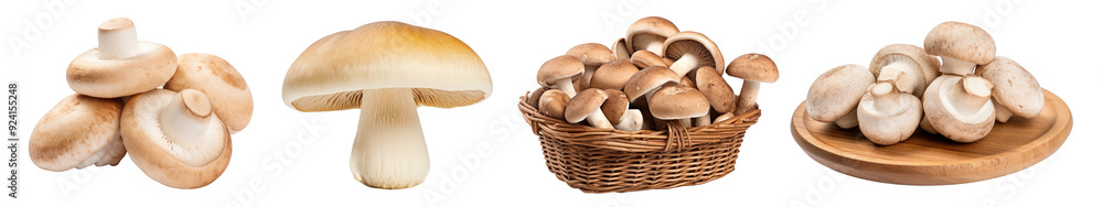 mushroom vegetable png cut out element set mushroom vegetable png cut out element set