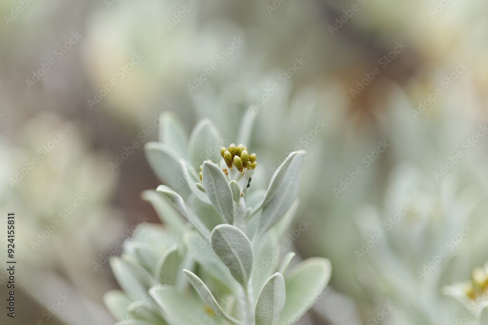 Helichrysum obconicum silvery leaves and small yellow flower buds natural macro floral background Helichrysum obconicum silvery leaves and small yellow flower buds natural macro floral background