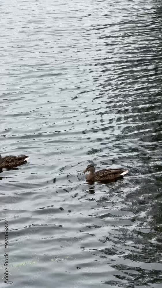 A mother duck and her ducklings swim near the shore of a pond, gently gliding through the calm, reflective water. A mother duck and her ducklings swim near the shore of a pond, gently gliding through the calm, reflective water.