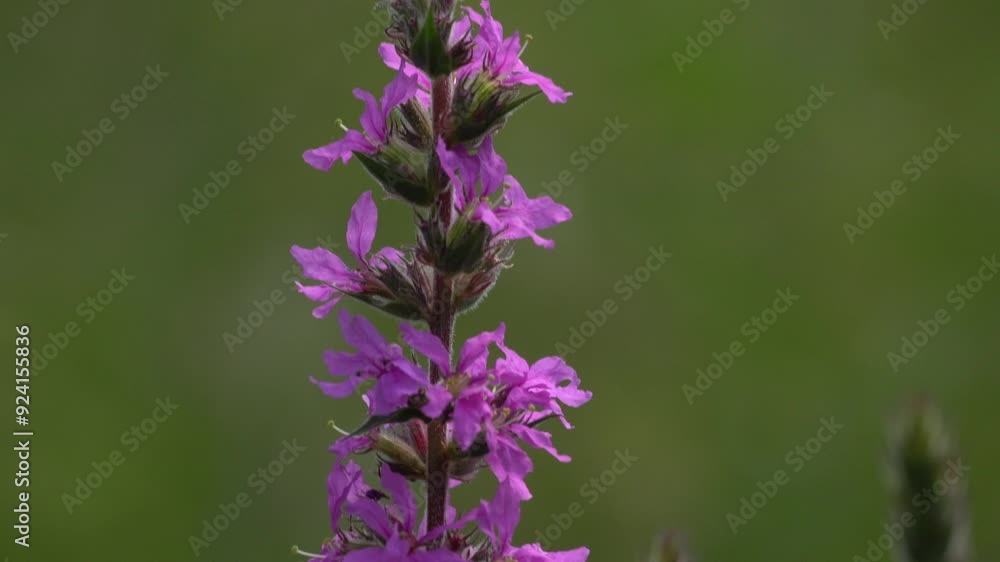 Flowers Purple loosestrife Flowers Purple loosestrife