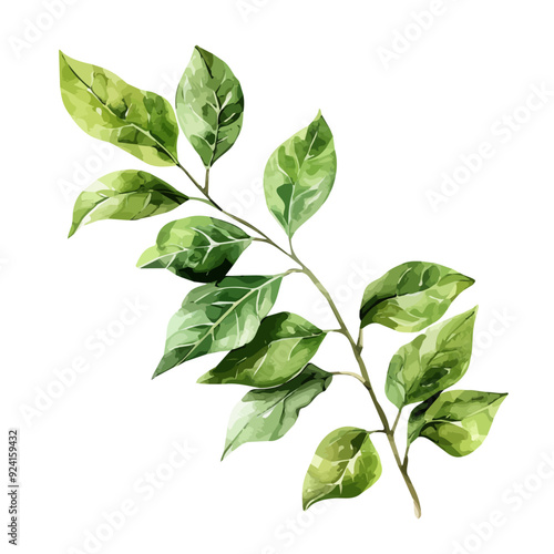 Watercolor vector of a branch of leaves, isolated on a white background, and a branch of leaves vector