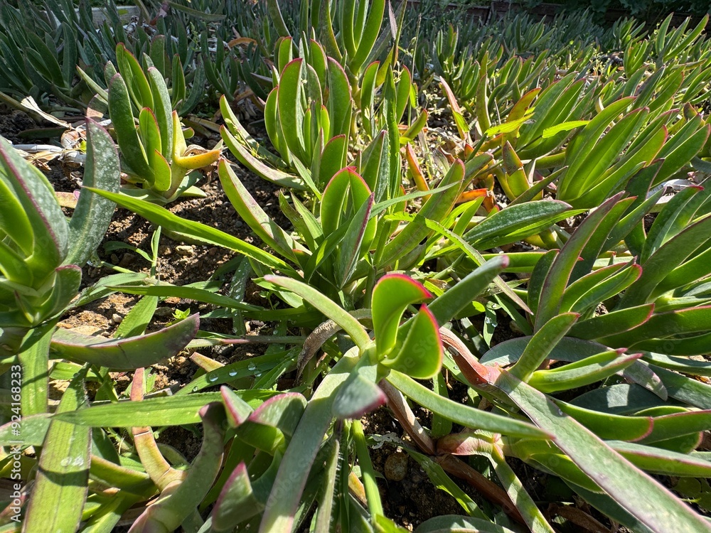 Obraz premium A closeup shot of renkli yapraklı Carpobrotus Edulis in the garden. A ground-creeping plant with succulent leaves. Its common names hottentot-fig, sour fig, ice plant, vygie or highway ice plant.