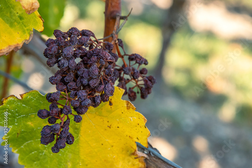 Closeup photo of shriveled dried withered grapes hanging on a vine, surrounded by autumn yellow leaves.  Raisin cluster. Winemaking, grape drying processes, vineyard life. Copy space. Selective focus
 photo