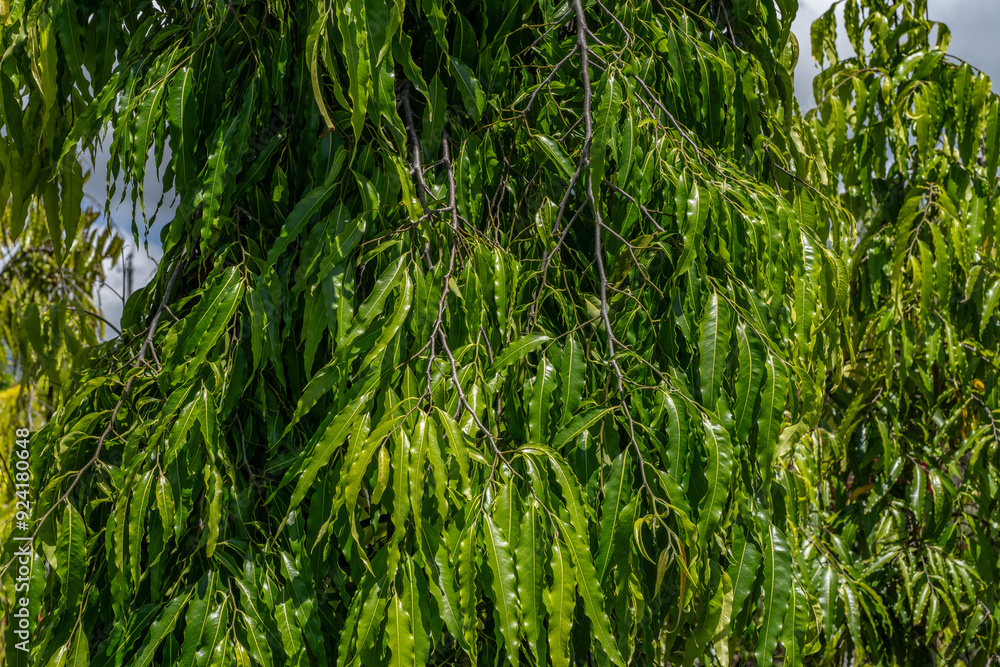 Monoon longifolium, the false ashoka, also commonly known by its synonym Polyalthia longifolia, is an Asian small tree species in the family Annonaceae. Waikane, Oahu, Hawaii Monoon longifolium, the false ashoka, also commonly known by its synonym Polyalthia longifolia, is an Asian small tree species in the family Annonaceae. Waikane, Oahu, Hawaii