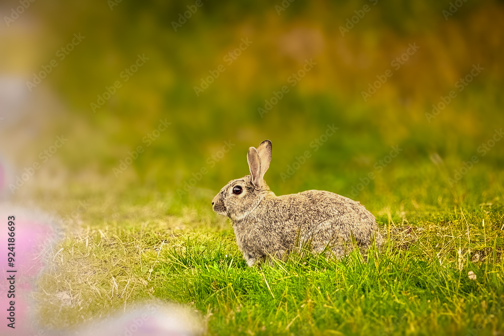 Fototapeta premium Cute rabbit eats grass against a background of bokeh and sunlight. Pets in a country house. The bunny eats grass as a symbol of Easter and May holidays. Rabbit on the grass.