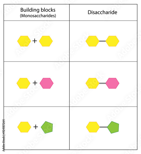 Disaccharides, Maltose, Lactose and Sucrose to Monosaccharides, glucose, galactose and Fructose molecules. Carbohydrates. Vector Illustration.
