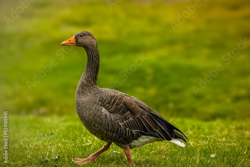 Gray goose Anser anser stands in a meadow, Iceland, Reykjavik, Europe. Farm bird, goose nibbling grass. Farm poultry on a green meadow