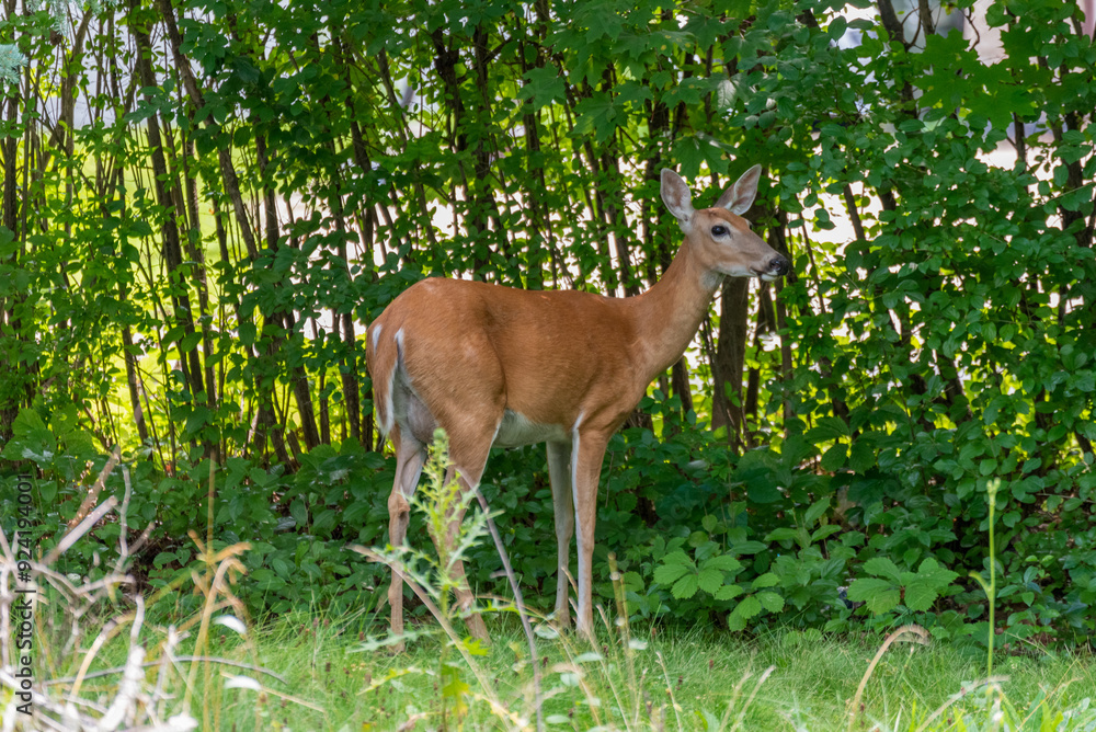 White-tailed Deer Doe Feeding On An Urban Hedge In Summer In Wisconsin White-tailed Deer Doe Feeding On An Urban Hedge In Summer In Wisconsin