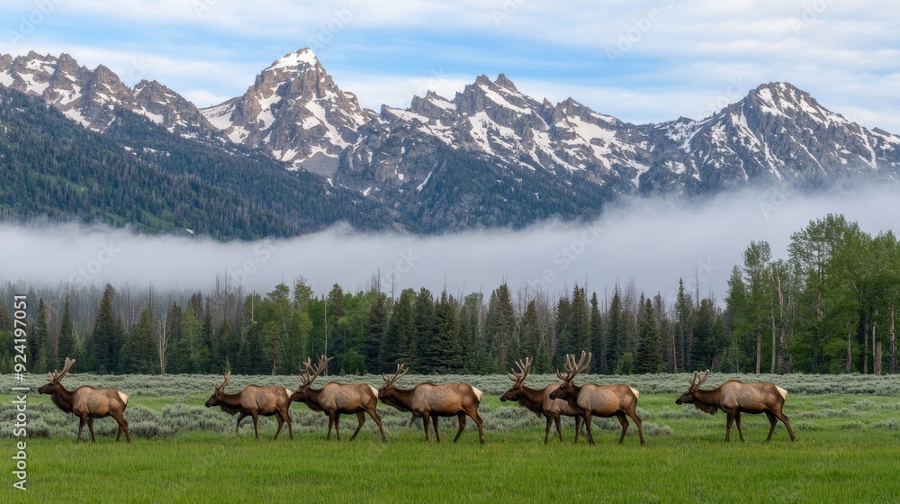 Obraz premium A herd of wild elk grazes peacefully in Grand Teton National Park, surrounded by mountains and forest as the sun rises on a beautiful summer morning