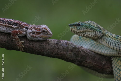 snake, viper snake, tropidolaemus subannulatus, bearded dragon, the story of friendship between the viper snake torpedolaemus subannulatus and the bearded dragon photo