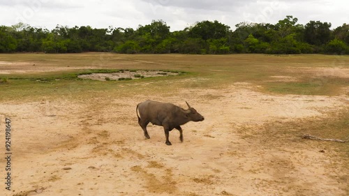 Aerial view of buffalo in the national park of Sri Lanka. photo