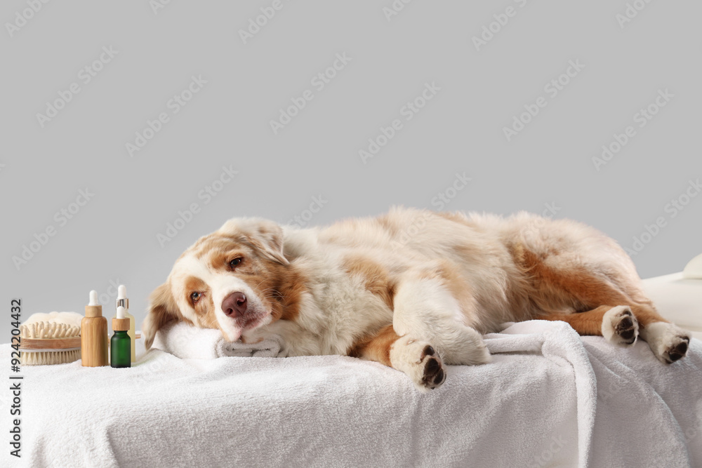 Cute Australian Shepherd dog with cosmetic products and massage brush lying on couch against grey background Cute Australian Shepherd dog with cosmetic products and massage brush lying on couch against grey background