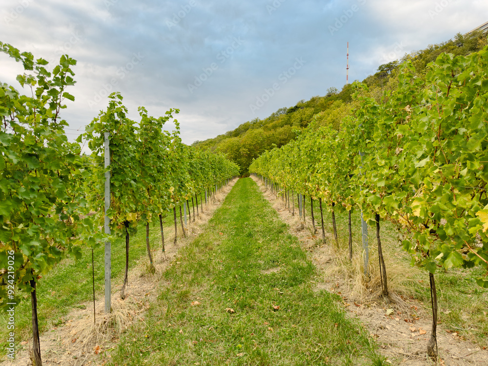 Vineyard Rows Under a Cloudy Sky in a Picturesque Countryside Setting, Lush Green Grapevines Stretching into the Distance, Perfect for Wine Agriculture and Harvest in the Rural Landscape Vineyard Rows Under a Cloudy Sky in a Picturesque Countryside Setting, Lush Green Grapevines Stretching into the Distance, Perfect for Wine Agriculture and Harvest in the Rural Landscape