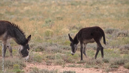 Wild burros in the San Rafael Swell through the Swasey HMA wilderness in Utah. photo