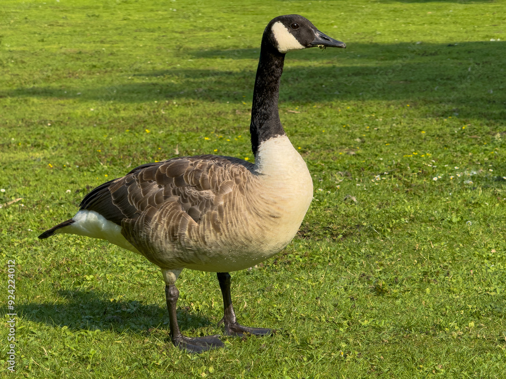 big goose on a green meadow big goose on a green meadow