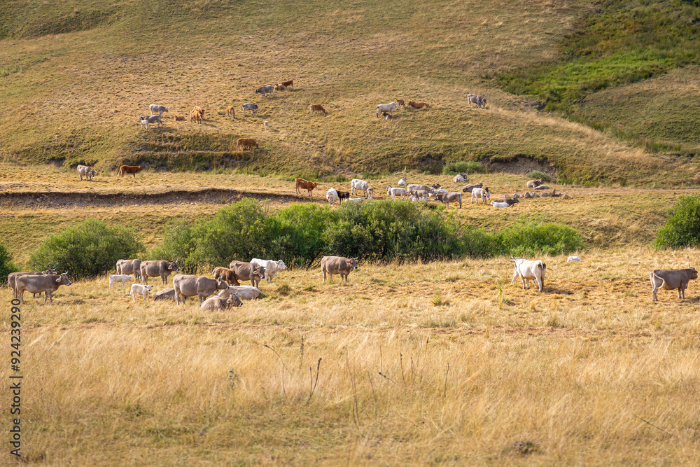 Fototapeta premium Cows of The Picos de Europa, a mountain range extending for about 20 km, forming part of the Cantabrian Mountains in northern Spain