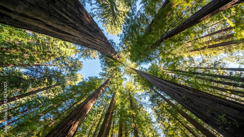 Upward view of redwood trees looking up Avenue of the Giants California