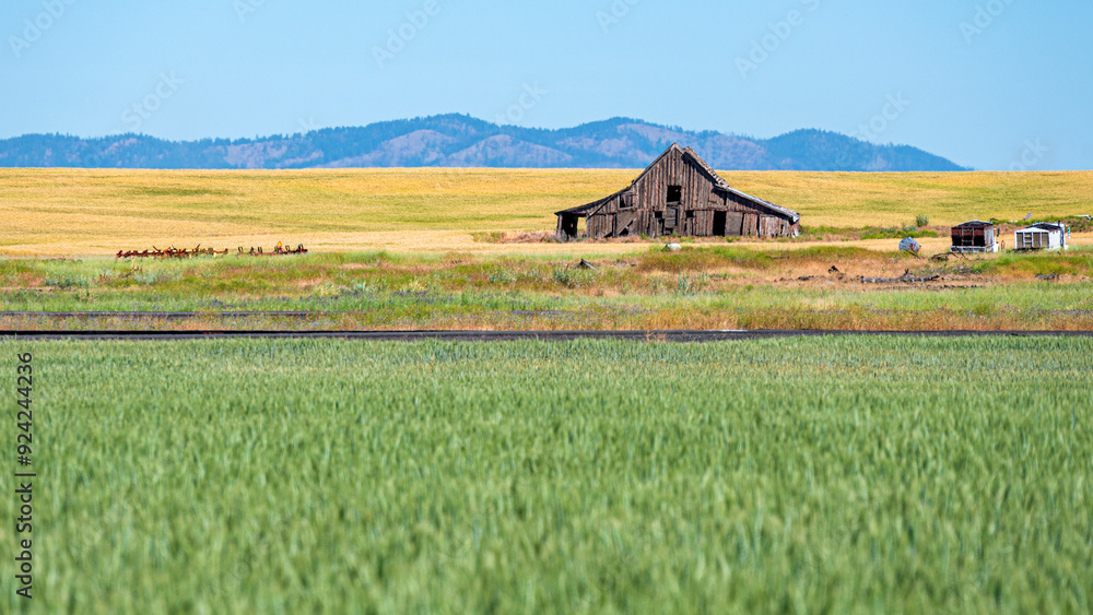 Abandoned collapsed wooden farmhouse Palouse Washington Abandoned collapsed wooden farmhouse Palouse Washington
