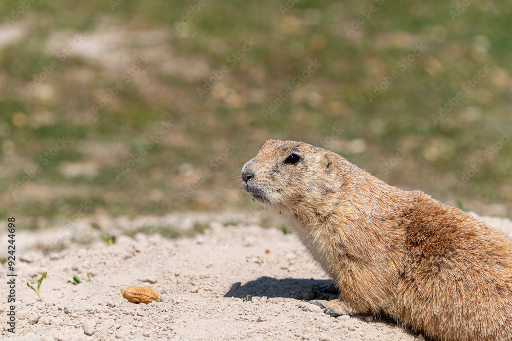 Gopher marmot ground squirrel near its hole Gopher marmot ground squirrel near its hole