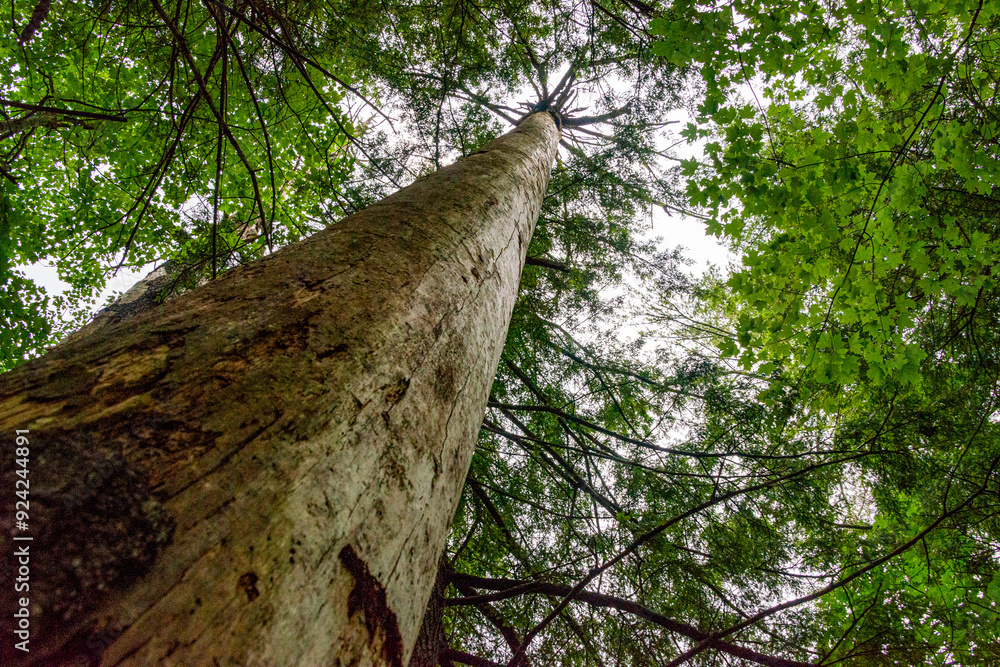 Fototapeta premium Upward view of tree trunk bark canopy