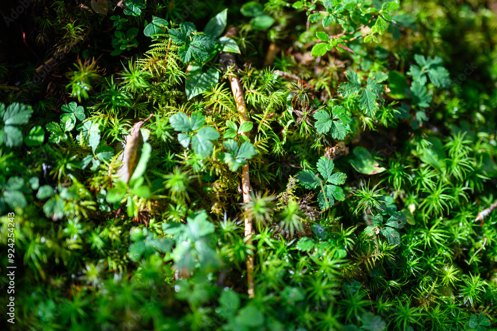 custom made wallpaper toronto digital苔