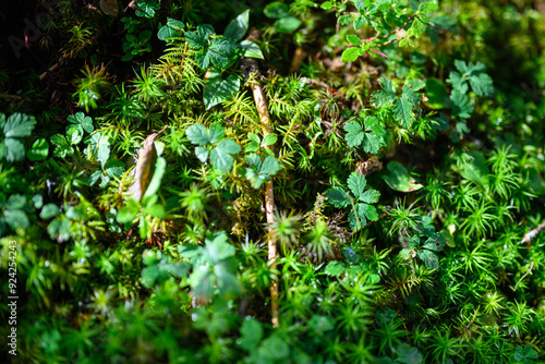 Wallpaper Mural 苔 Torontodigital.ca