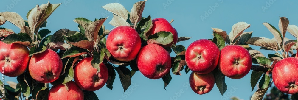 Vibrant red apples on trees in a thriving orchard with a clear blue sky Vibrant red apples on trees in a thriving orchard with a clear blue sky