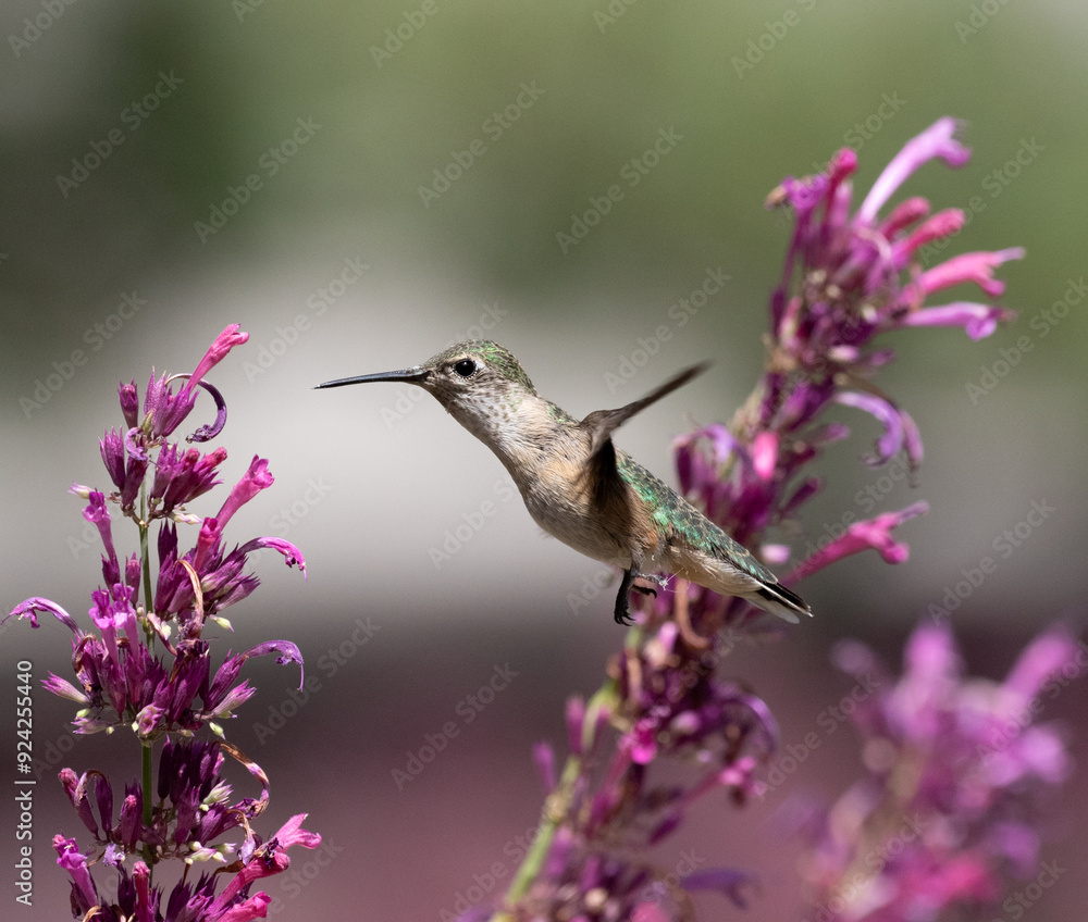 hummingbird with flowers